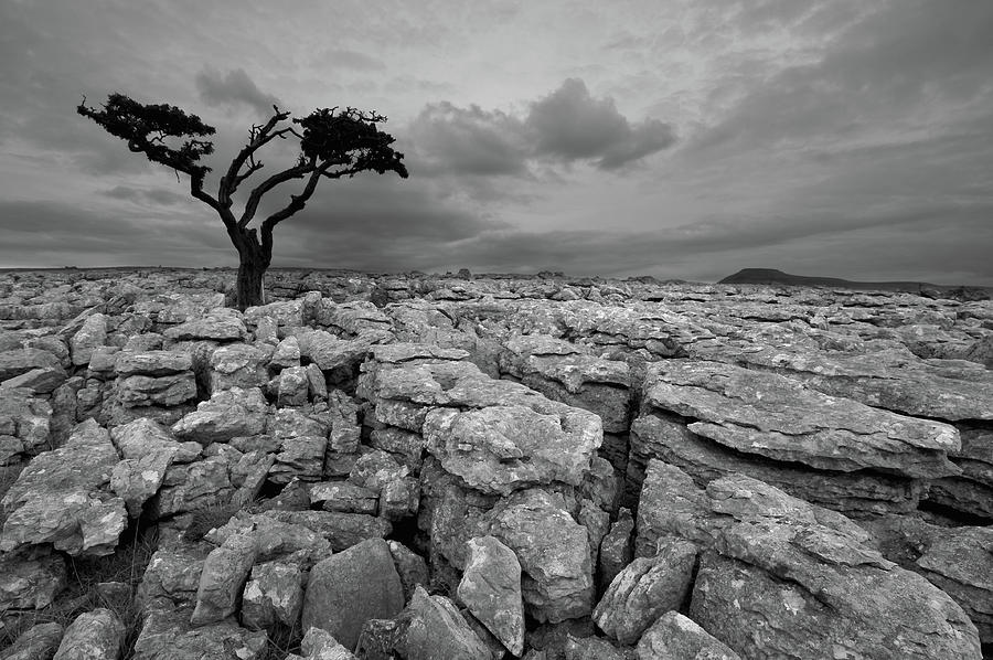 Single Tree In Yorkshire Dales Photograph by Duncan George