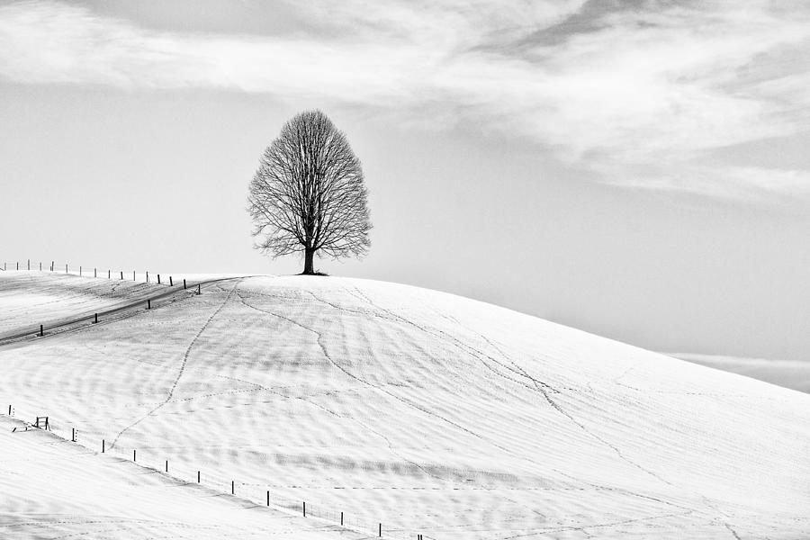 Single Tree Photograph by Jrmgard Sonderer