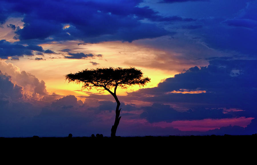 Single Tree On Savannah At Sunset Photograph by Danita Delimont