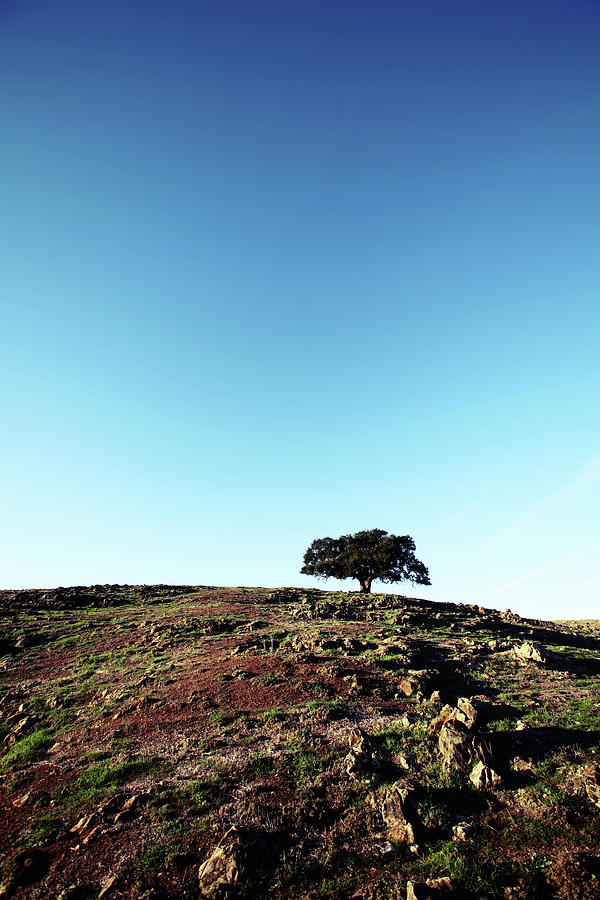 Single Tree On Top Of A Hill With Blue Photograph by Kevinruss
