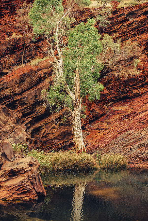 Single Tree Sunset In Hamersley Gorge In Karijini National Park In Western Australia, Australia, Oceania; Photograph by Christian Frumolt