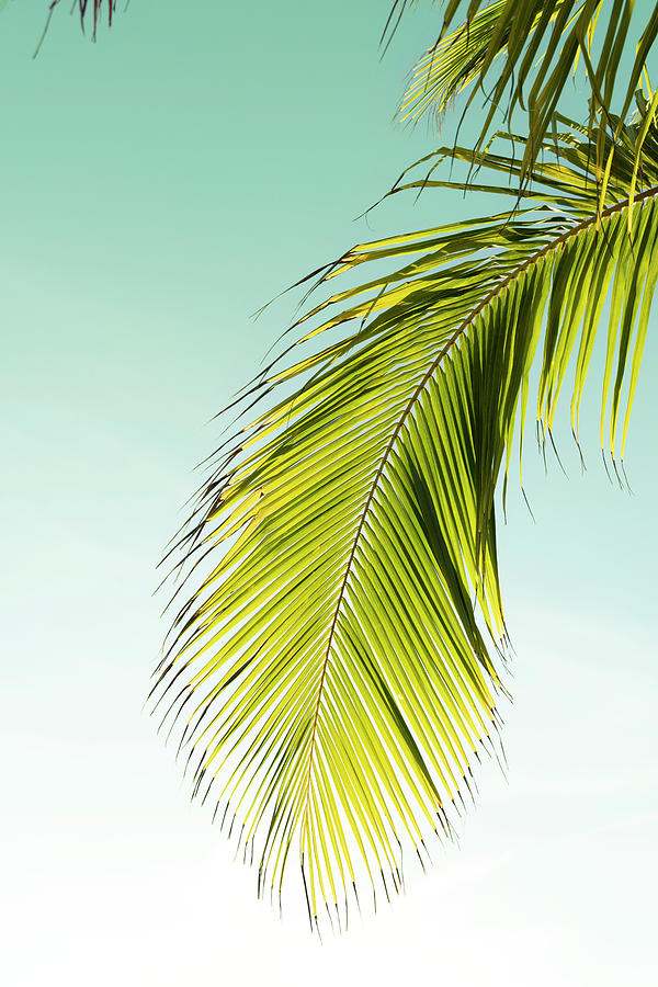 Single Tropical Palm Elegantly Hanging From Palm Tree Digital Art by