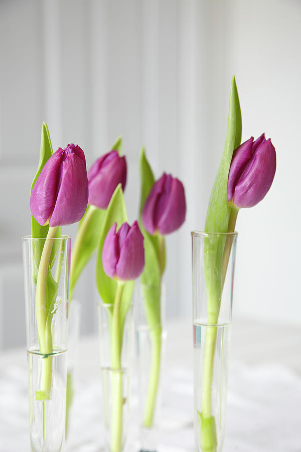 Single Tulips In Glass Tubes Photograph by Simon Scarboro
