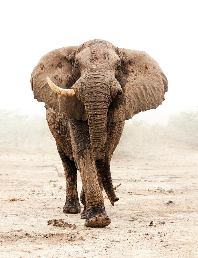 Wildlife Photograph - Single Tusker by Gaby Grohovaz