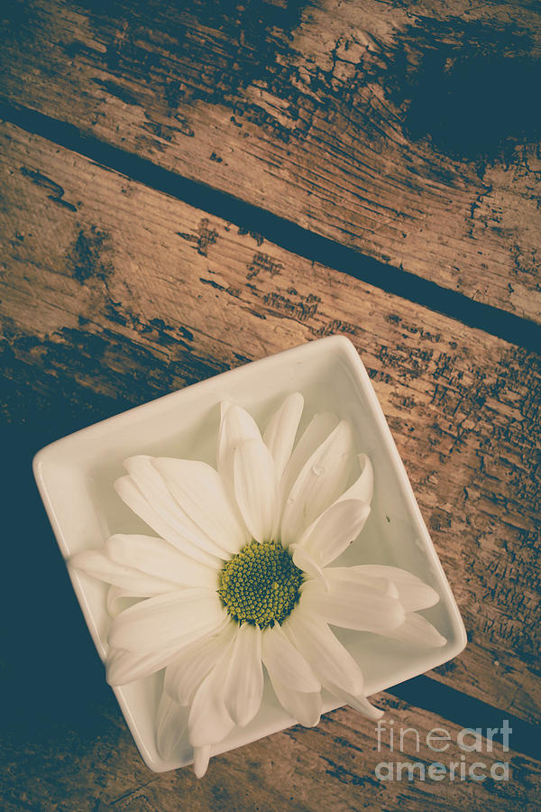 Single white daisy flower Photograph by Edward Fielding