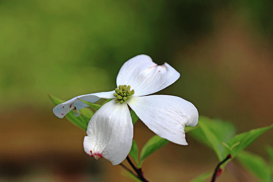 Single White Dogwood Blossom Photograph by Debbie Oppermann