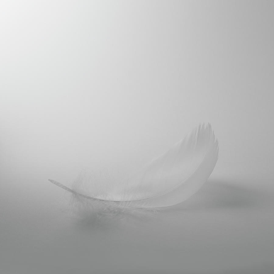 Single White Feather On White Background Photograph by Dougal Waters