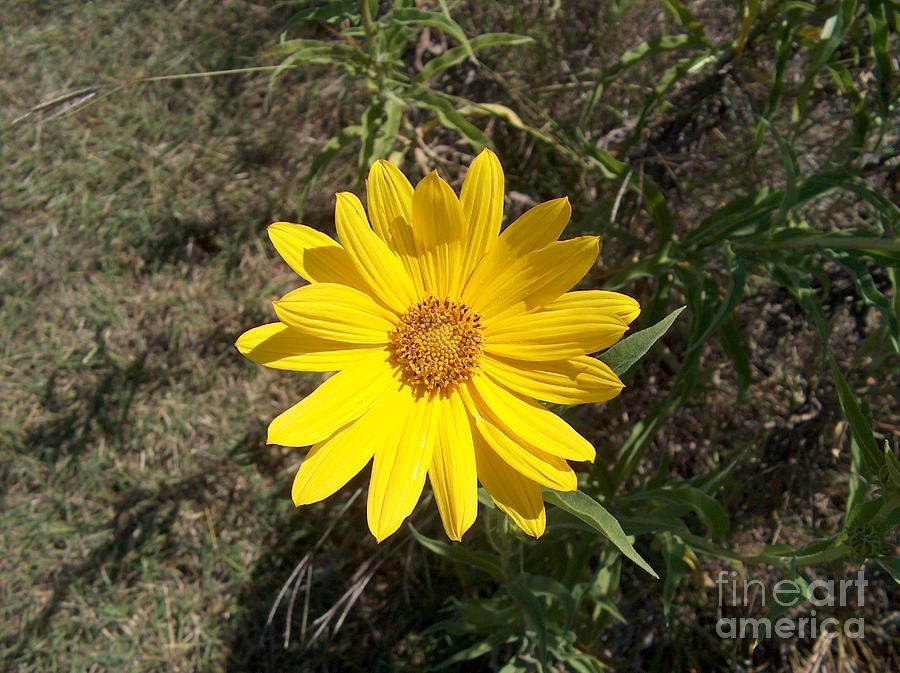 Cutest Single Wild Maximilian Sunflower Photograph by Joney Jackson ...