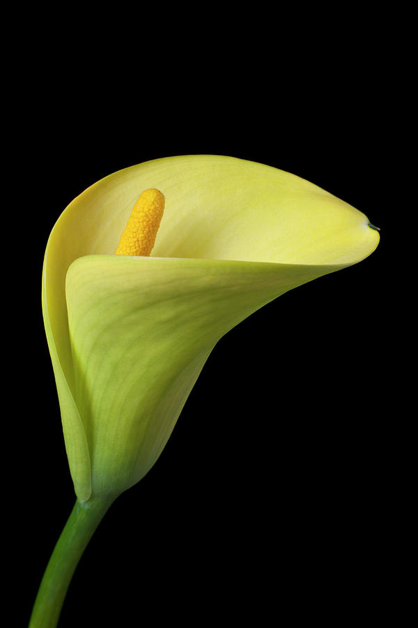 Single Yellow Calla Lily Photograph by Garry Gay