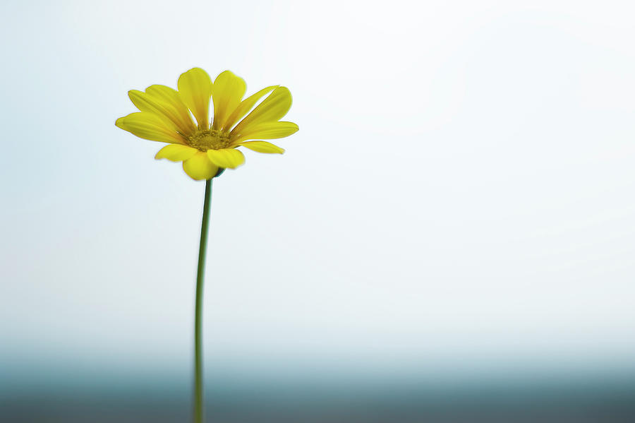 Single Yellow Daisy On Sky And Sea Photograph by Alexandre Fp
