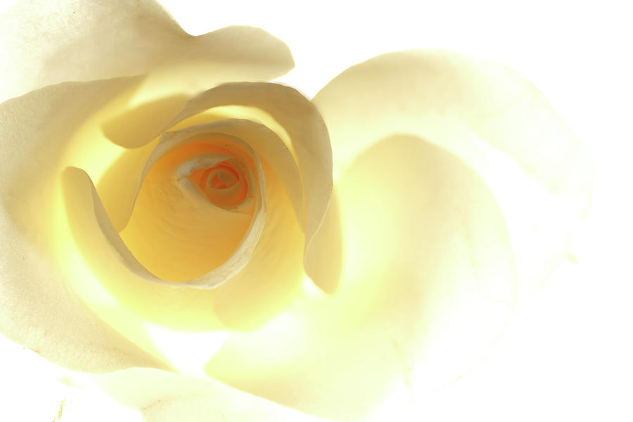 Single Yellow Rose Photograph by Tetsuya Tanooka/a.collectionrf