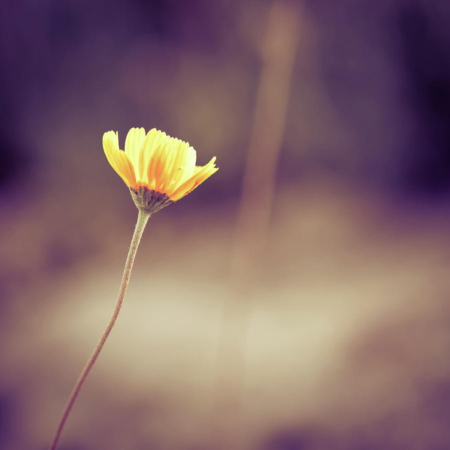 Single Yellow Wildflower Reaches For Photograph by Jp Benante