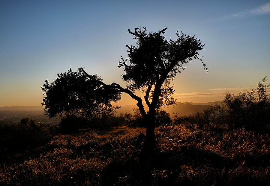 Singular almond at gold sunset Photograph by Guido Montanes Castillo ...