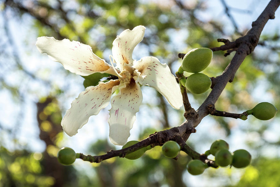 Exotic Flower Photograph - Singular Exotic Bloom - Flowering Silk Floss Tree Ceiba Speciosa by Georgia Mizuleva