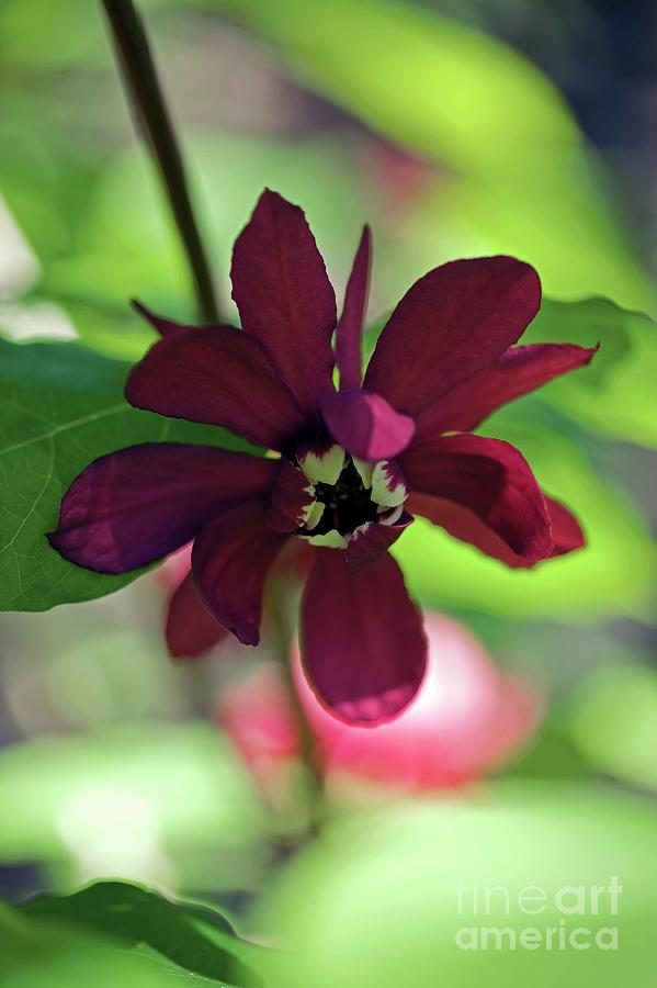 Sinocalycalycanthus Raulstonii Photograph by Dr Keith Wheeler/science Photo Library