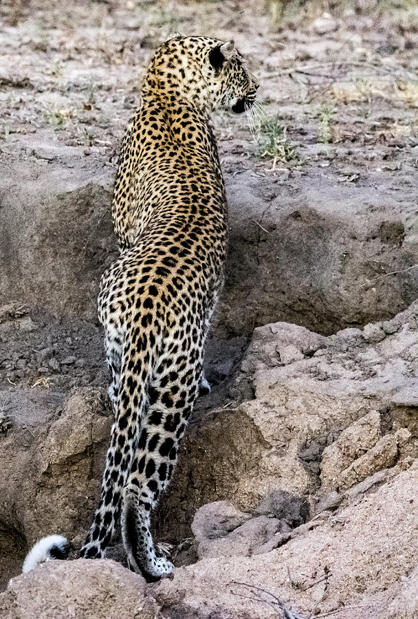 Sinous leopard Photograph by Mark Hunter