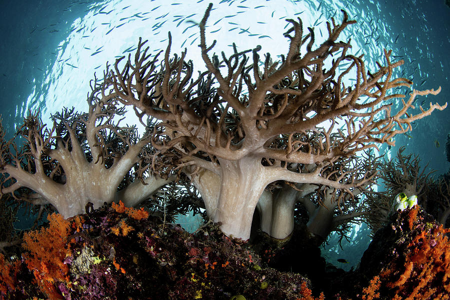 Sinularia Soft Coral Colony, Raja Photograph by Ethan Daniels