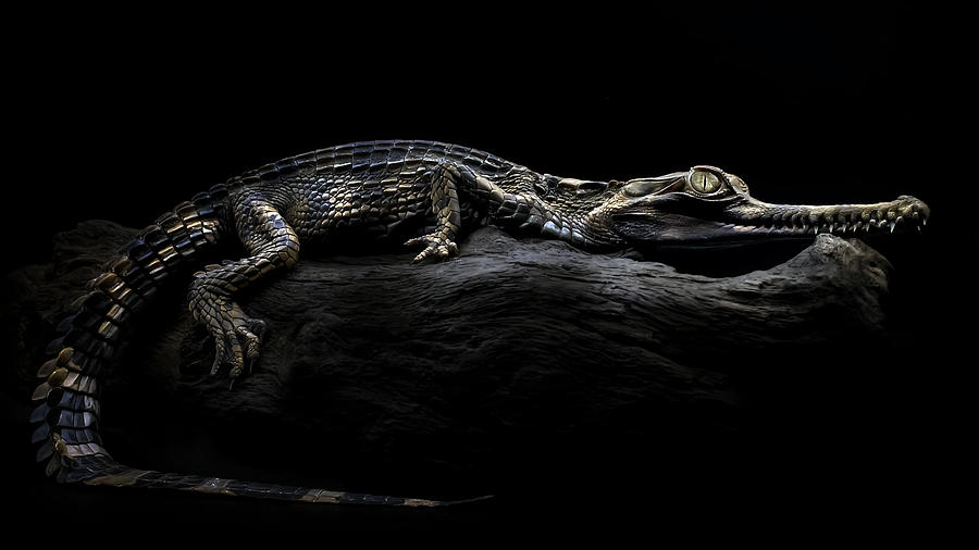 Sinyulong Crocodile Photograph by Fauzan Maududdin