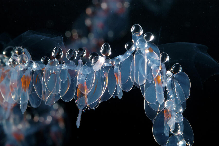 Siphonophore Close Up Of Nectophores, And Palpons. Gulf Of Photograph by David Shale / Naturepl.com Siphonophore Close Up Of Nectophores, And Palpons. Gulf Of Photograph by David Shale / Naturepl.com