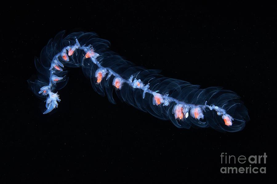 Siphonophore Colony Photograph by Alexander Semenov/science Photo Library