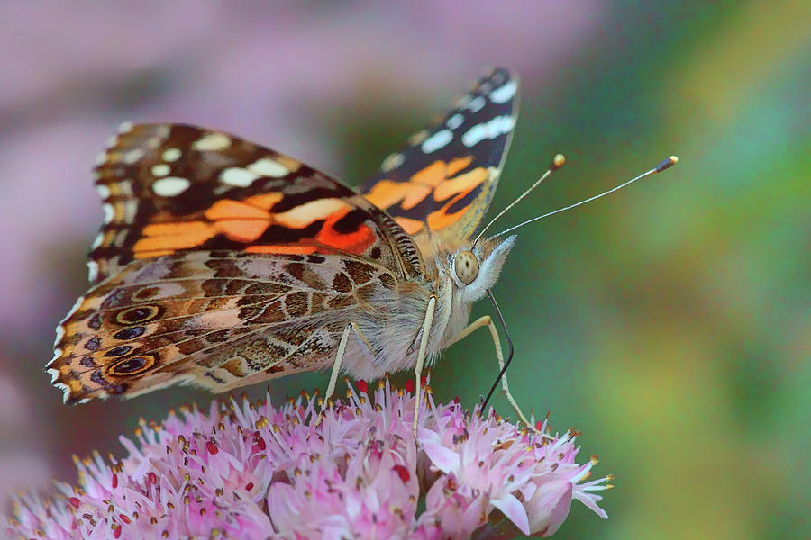 Sipping Nectar - Painted Lady Photograph by Nikolyn McDonald
