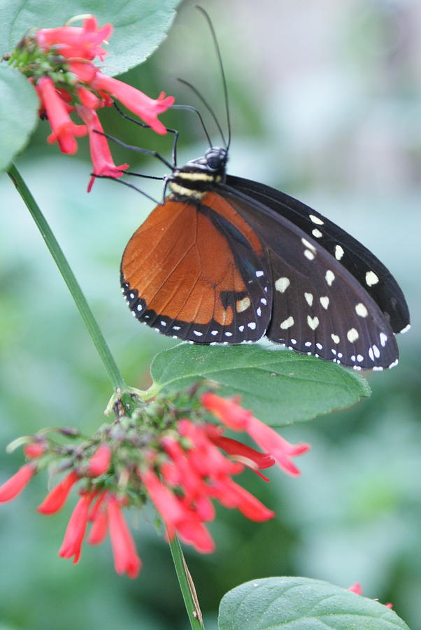 Sipping Nectar by Stephanie Pieczynski Sipping Nectar by Stephanie Pieczynski