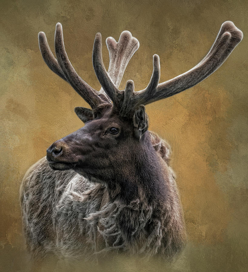 Sir Elk by Kelley Parker Sir Elk by Kelley Parker