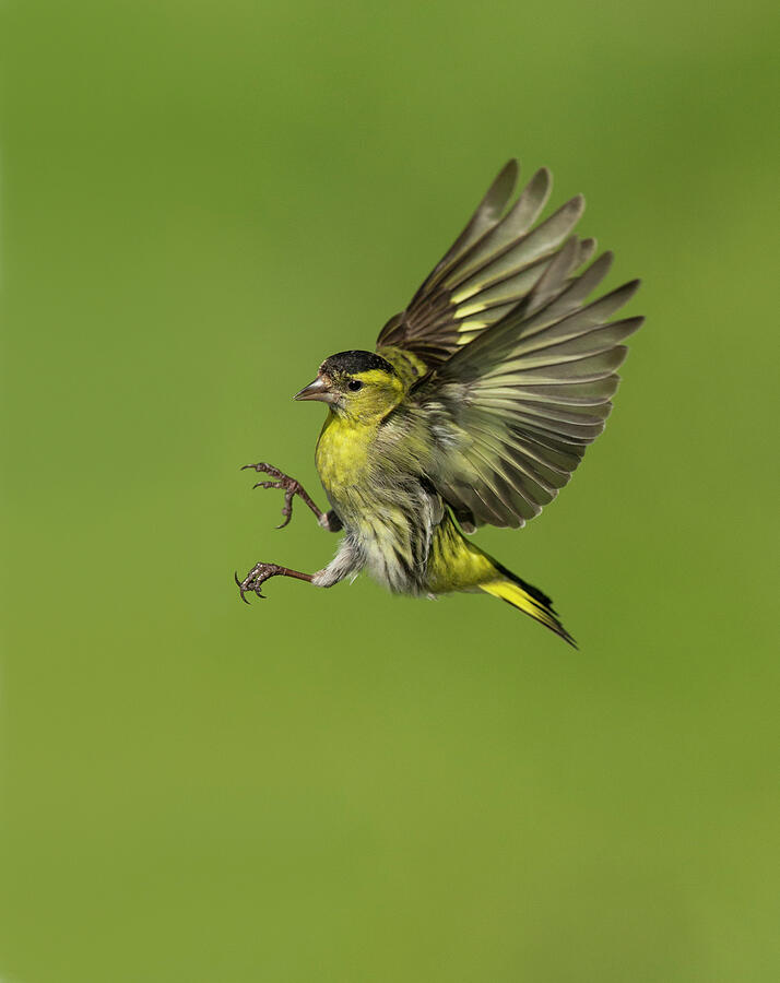 Wildlife Photograph - Siskin Male In Flight Preparing To Land, Scotland, Uk by Mark Hamblin / Naturepl.com