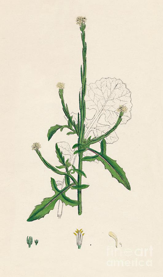 Sisymbrium Officinale. Common Drawing by Print Collector