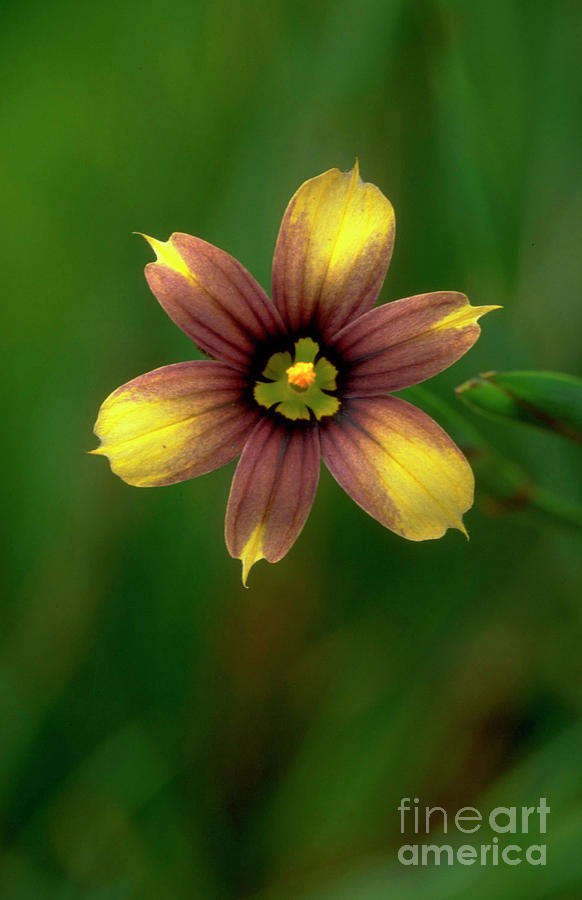 Sisyrinchium Biscutella Photograph by Geoff Kidd/science Photo Library