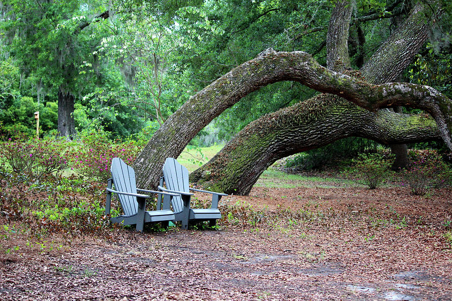 Sit For A Spell In Nature Photograph by Cynthia Guinn