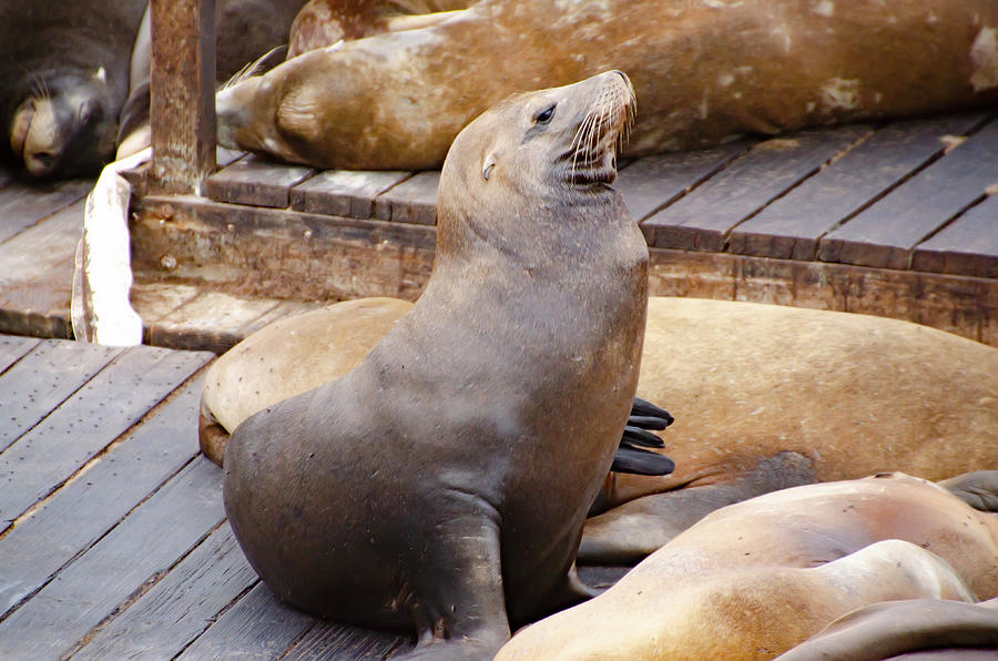 Sit Up and Take Notice - San Francisco Sea Lion Photograph by Bill Cannon