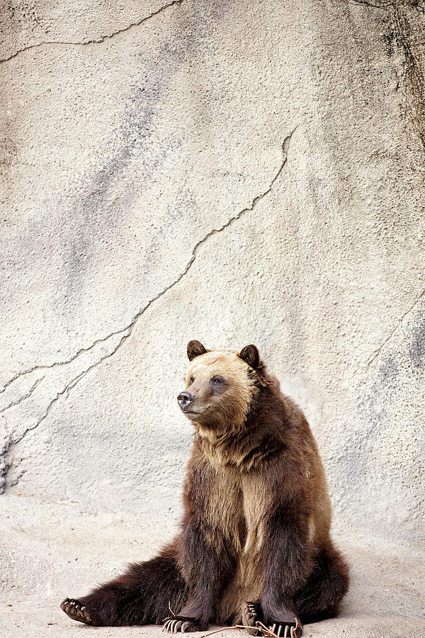Sitting Bear Photograph by Deborah Penland