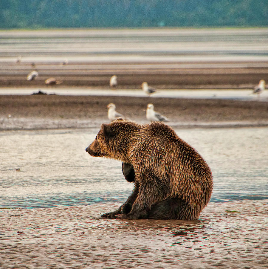 Lake Clark National Park Photograph - Sitting Bear by Phyllis Taylor