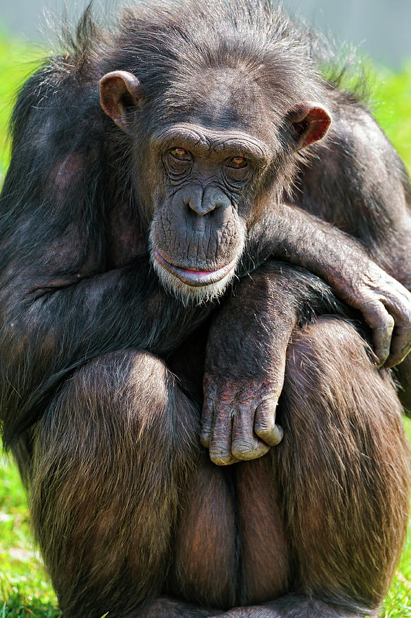Sitting Calm Chimpanzee Photograph by Picture By Tambako The Jaguar