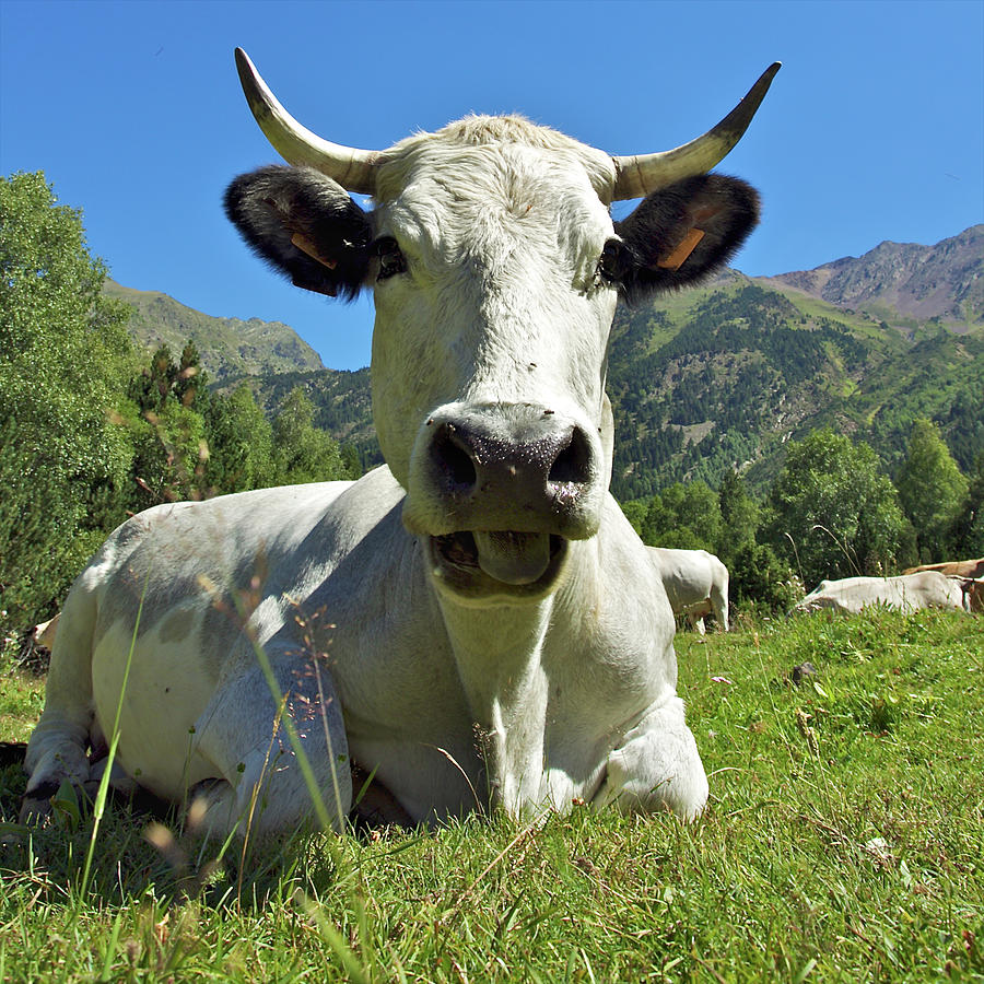 France, Pyrenees, cow wearing cow bell available as Framed Prints, Photos,  Wall Art and Photo Gifts