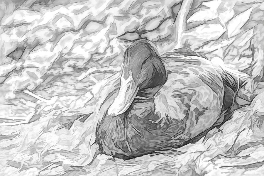 Sitting Duck Artsy Sketch Photograph by Don Northup