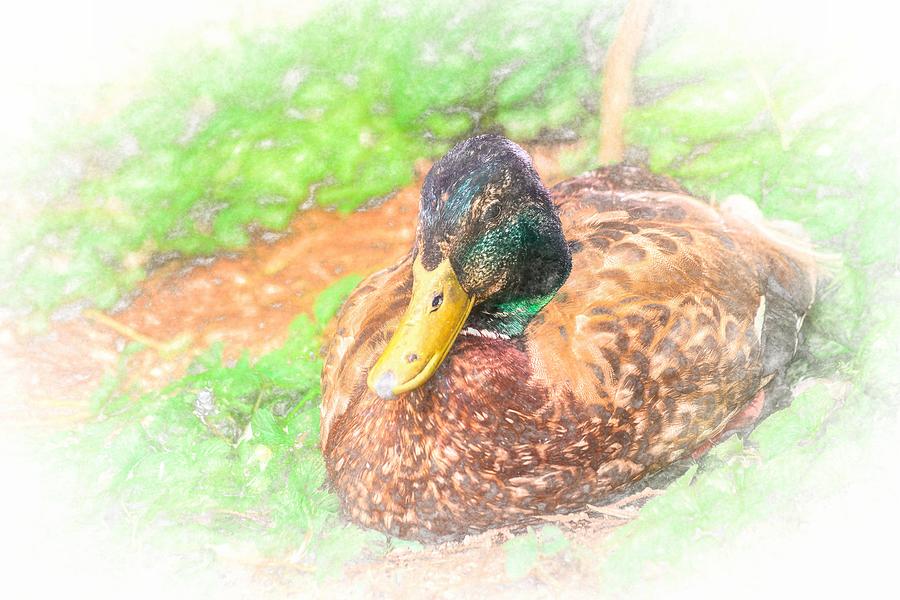 Sitting Duck Chalk Smudge Photograph by Don Northup