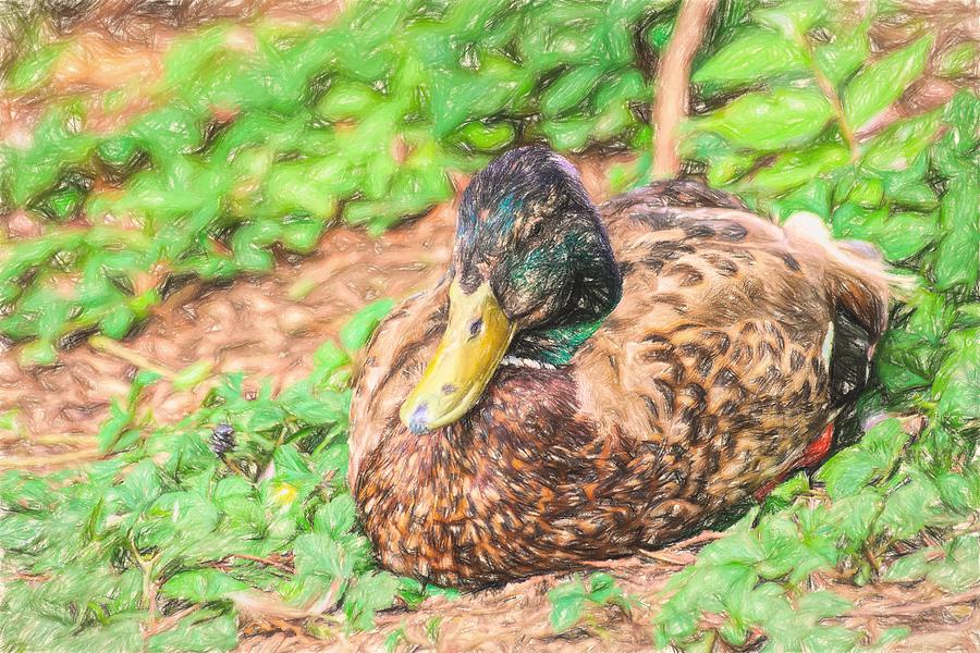 Sitting Duck Colored Pencil Photograph by Don Northup