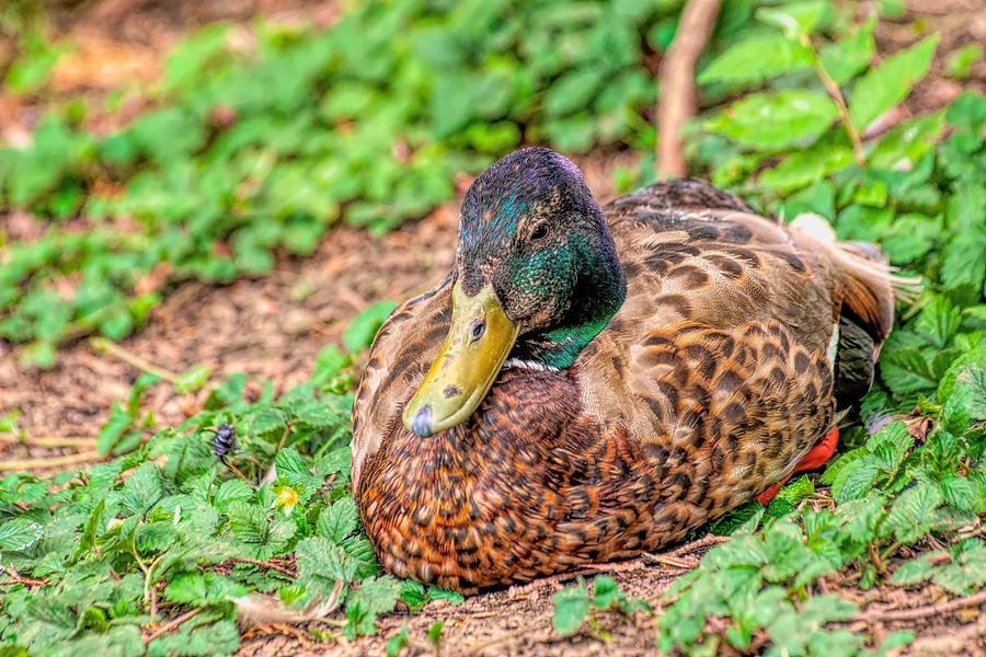Sitting Duck HDR Photograph by Don Northup