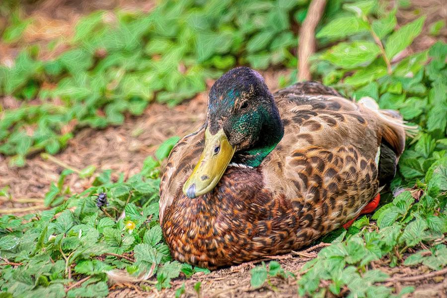Sitting Duck- Impressionist Photograph by Don Northup