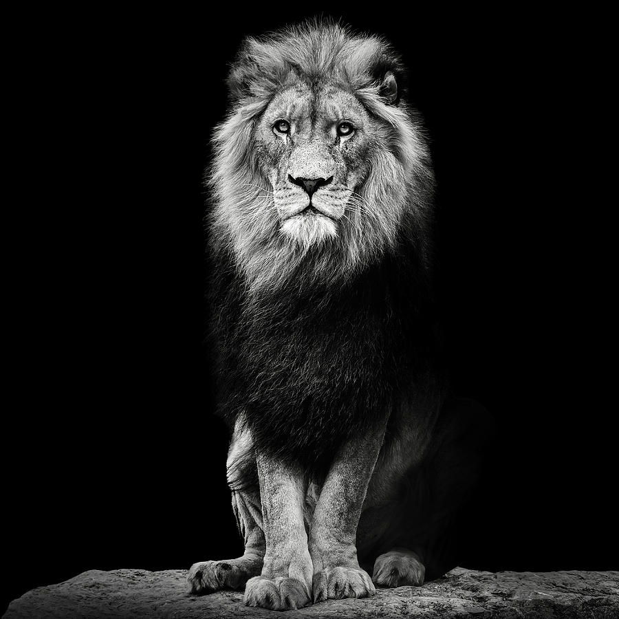 Animal Photograph - Sitting Lion by Christian Meermann