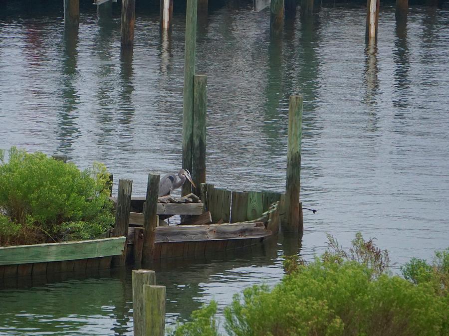 Heron Photograph - Sitting on the Dock of the Bay - Heron Fishing by Norma Brock
