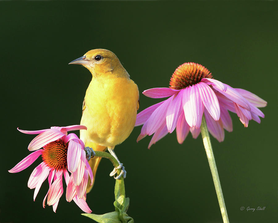 Sitting Pretty Amongst The Coneflowers Photograph by Gerry Sibell