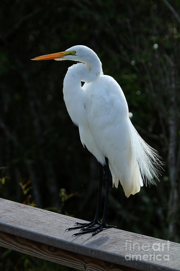 Egret Photograph - Sitting Pretty  by Christiane Schulze Art And Photography