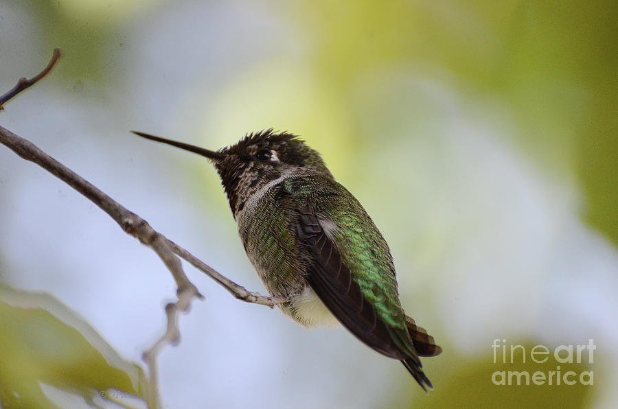 Hummingbird Photograph - Sitting Pretty by Debby Pueschel