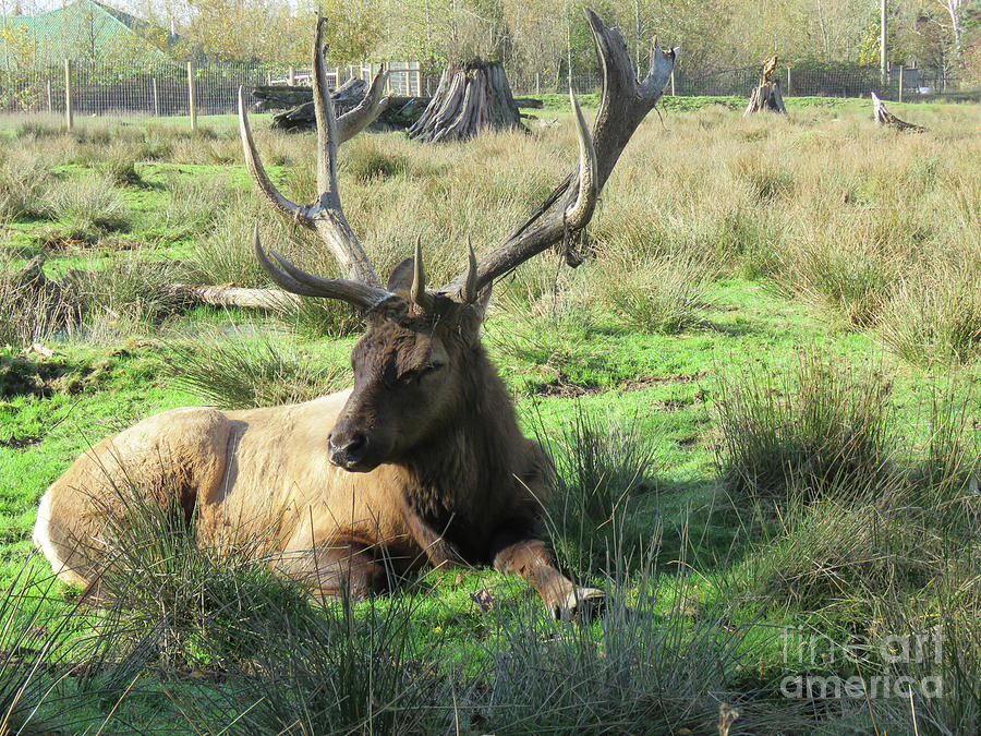 Sitting Pretty by Mary Mikawoz Sitting Pretty by Mary Mikawoz