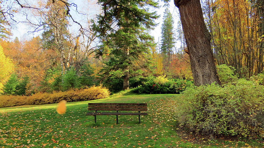 Sitting Silently with Falling Leaf Photograph by Angela Gleason Chase ...