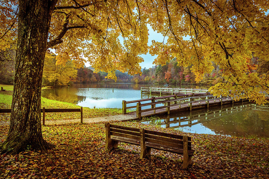 Fall Photograph - Sitting Under Golden Inspiration by Debra and Dave Vanderlaan