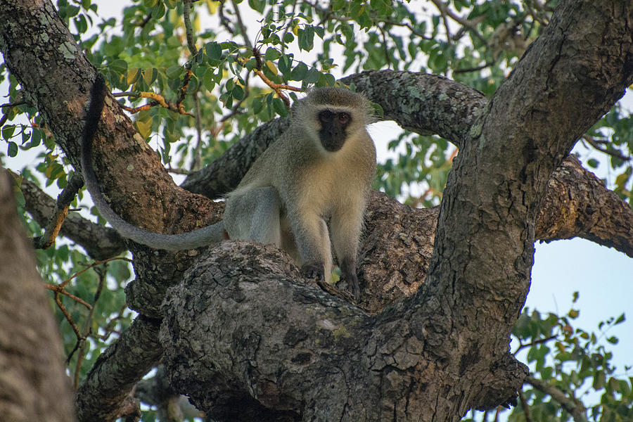 Sitting Vervet Monkey Photograph by Mark Hunter